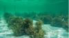 underwater image of a seaward farm, with rows of seaweed visible