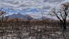 Burnt Australian landscape
