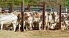 The Federal Court ruled Australia's live cattle ban was “capricious and unreasonable”