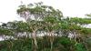  Gum tree forest