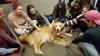  Therapy dogs are warm distraction for students in VU's annual De-Stress Festival 
