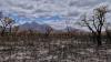  Trees and hills after bushfire